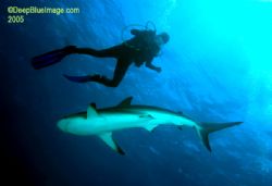 small reef shark, bahamas by T. Singer 